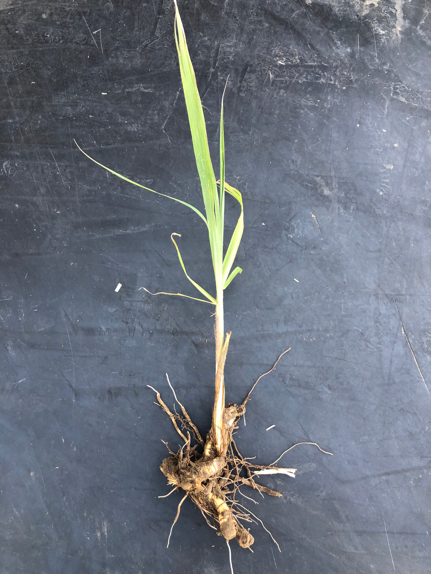 Miscanthus Sichtschutz-Pflanzen