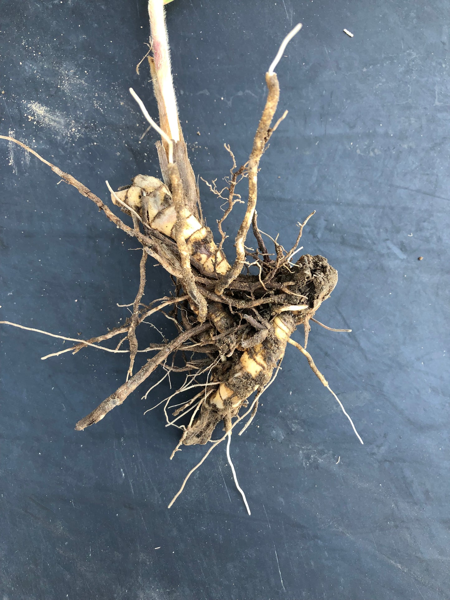 Miscanthus Sichtschutz-Pflanzen