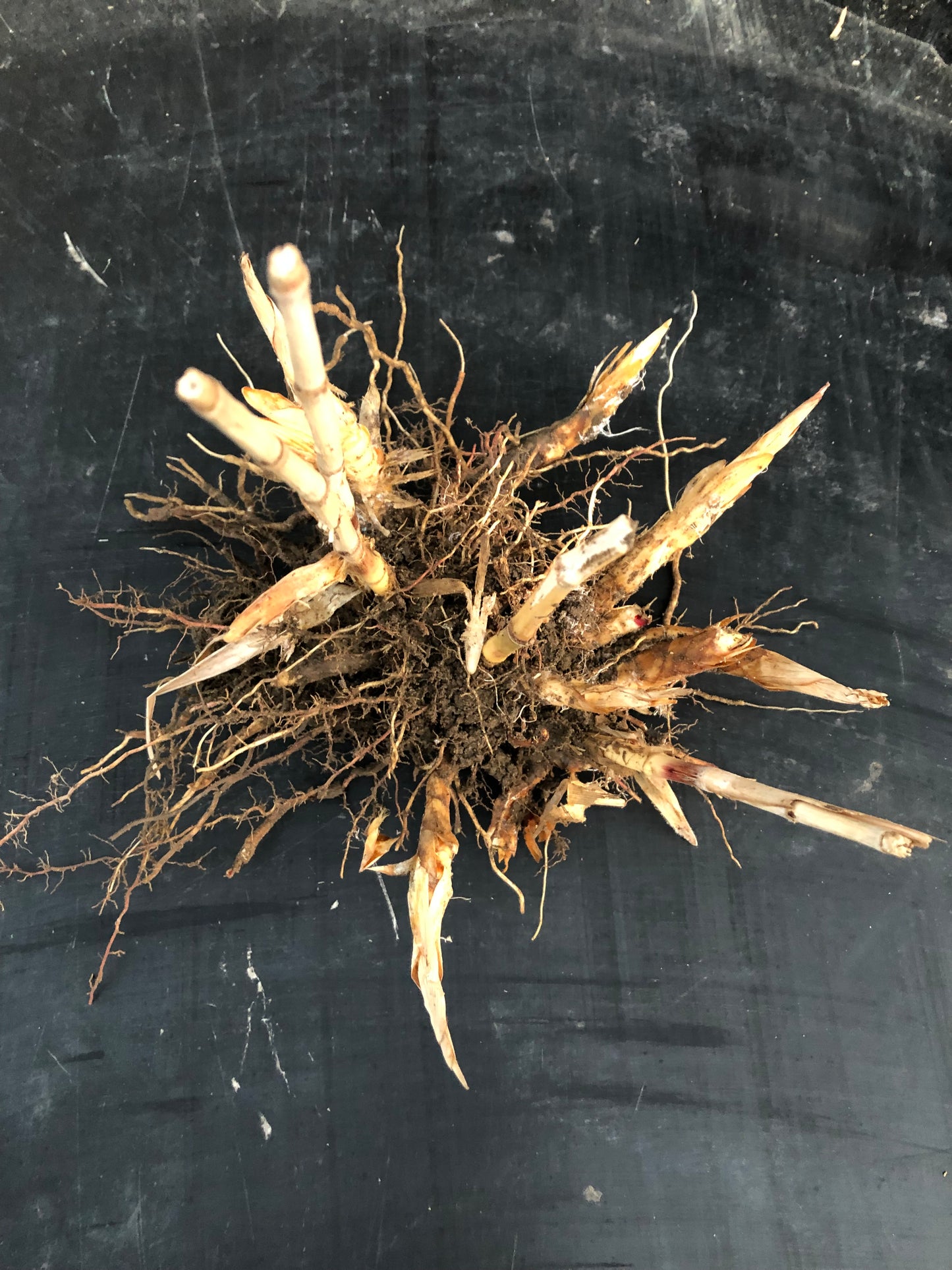 Miscanthus Sichtschutz-Pflanzen